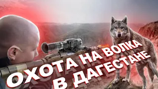 Выстрел по ВОЛКУ на дне ущелья! Охота на волков в ДАГЕСТАНЕ