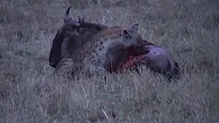 Africa's Wild -Eaten Alive - Wildebeest Vs Solitary Hyena - Masai Mara