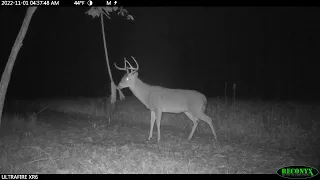 Deer Curiosity: Trail Cam Captures Rare Encounter with Rope Scrape