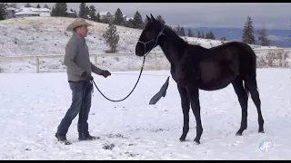 When to Use a Flag or Stick in Horse Training - with a weanling named Geronimo.