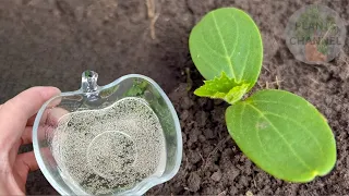 The first most important feeding of cucumbers! They grow quickly immediately