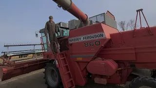 Straight combining oats with the 860 and we bought more cows!!🐂🐃🤪