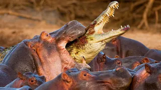 10 Times Crocodiles And Alligators Messed With The Wrong Opponent!