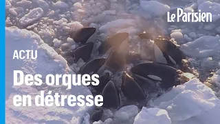 Japon : des orques piégées par la glace filmées en train de lutter pour leur survie