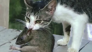 Крыса против кошки. Rat vs cat. Кошка поймала крысу. Победит сильнейший
