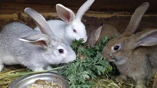 Medicinal herb for rabbits!!! 100% remedy for parasites and diseases!!! Video about rabbit breeding!