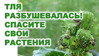 Как, чем защитить растения сада огорода от тлиHow and with what to protect garden plants from aphids