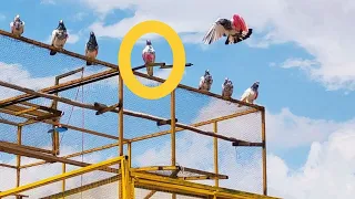 How to catch Highflyer pigeon. sialkoti kabootar Pakra MashaAallah. #chirimari