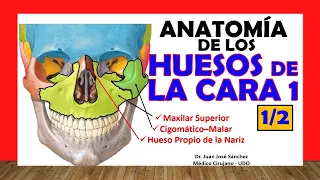 🥇 BONES OF THE FACE 1/2 - Upper Maxilla, Zygomatic, Own of the Nose