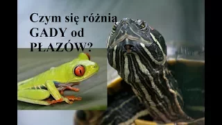 Czym się różnią GADY od PŁAZÓW?