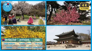 〖4K〗[UNESCO World Heritage] Spring Arrives at Changdeokgung Palace [조선의 궁궐] 봄꽃 만발한 유네스코 세계유산 창덕궁의 봄