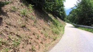 Jack Russell mountain walking and chasing lizards in Alto Adige ITA