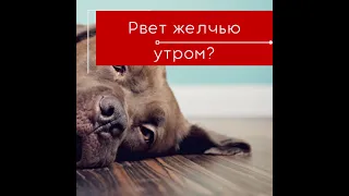 Собака по утрам рвет. что делать? Собака рвет желчью по утрам? Школа собачьего здоровья