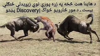 Amazing Newborn Wildebeest Escape From Hyena Hunt, The Power of Mother Animals |Discovery Pashto