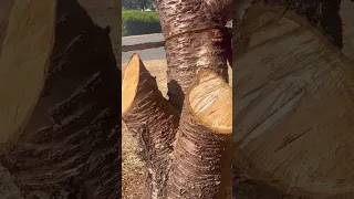 Oddly Satisfying Cutting Tree #asmr #cutting #tree #satisfying #shorts