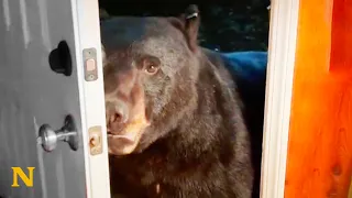 Wild Bears Have Unique Relationship With Woman