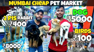 Mumbai Cheap Pet 🐕 Market 2023 | Pet Market Mumbai | Crawford Market Mumbai