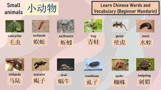 15 Small animals name 小动物, 学中文 Learn Chinese Words and Vocabulary (with English)