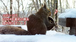 Japanese Squirrel Takes Matters into Its Own Hands, Devours the First Meal of 2024! #Wildlife #birds