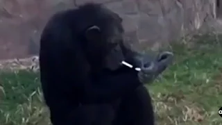 Smoking Chimpanzee Featured at North Korean Zoo