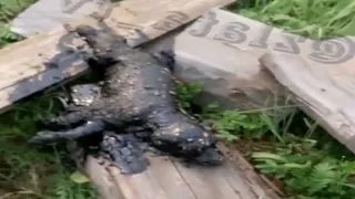 The little dog was covered with asphalt, the mother ran to find help while crying