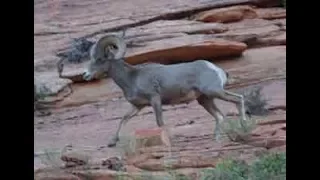 Zion National Park, Utah