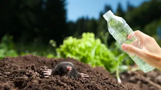 Moles from the garden disappear in 2 minutes! The most effective natural solution!