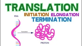 TRANSLATION - 3 PHASES - INITIATION, ELONGATION and TERMINATION - PROTEIN SYNTHESIS