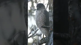 Cooper's hawk call #shorts