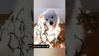 cute dog|adorable puppy #bts #tiktok #youtube #shorts #shortvideo #shortsvideo #short ##videos #dog