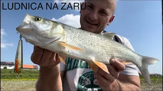 LUDNICA NA POVRŠINI ‼️ #fishing #rapfen #sava #naturelovers #topwater