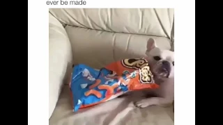 Dog doing Mannequin challenge perfectly