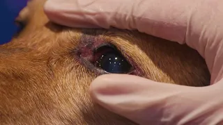 How to clean a dog's eyes