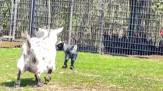 Baby Pygmy Goat first time exploring outside the barn! Running, jumping in, playing!