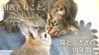 猫とうさぎの10年間