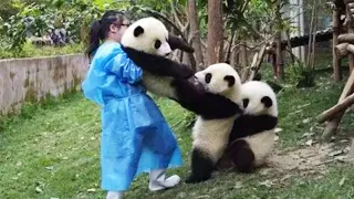 Aww 💗 Funny And Cute Panda Compilation