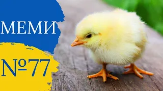 Прикольні приколи №77 | Найкращі відео з тік ток