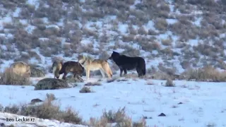 A NEW YEAR WITH WOLVES