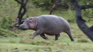 Hippo On The Run (I've never seen this before)