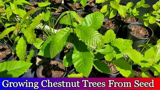 Growing chestnut trees from seed  - 94% Germination Rate - 2019 Seedlings