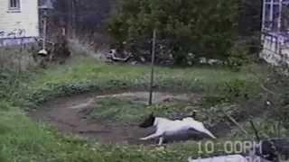 Dog On Leash Runs in Circles