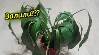 Залили Растение? Как спасти залитое комнатное растение!