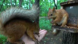 Милая голодная белочка. И другие белки / Cute hungry squirrel