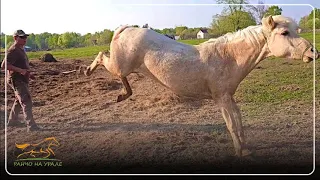 Возвращаем сбежавших лошадей домой/ Проводим экскурсии по нашим красивым местам/ Деревенские будни