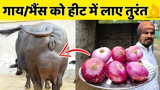 गाय/भैंस को हीट में लाए मात्र 2-3 दिनों में👌| Heat problem solution in dairy farm|Cow/Buffalo Heat.