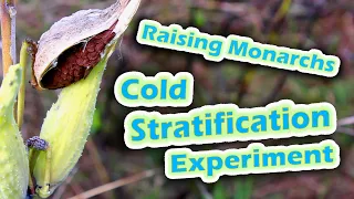 Raising Monarchs - Cold Stratification Experiment (Help The Monarch Butterfly)