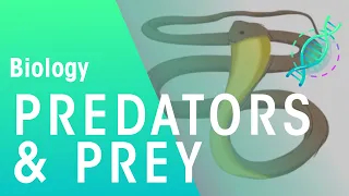 Adaptations Of Predators And Prey | Ecology & Environment | Biology | FuseSchool