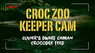 Keeper Cam - Cuvier's Dwarf Caiman Feed