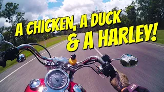A chicken's journey to Harley ownership.