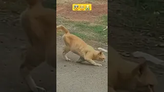 OMG !! what happenned to the cat😟 || i hope the cat is fine😭